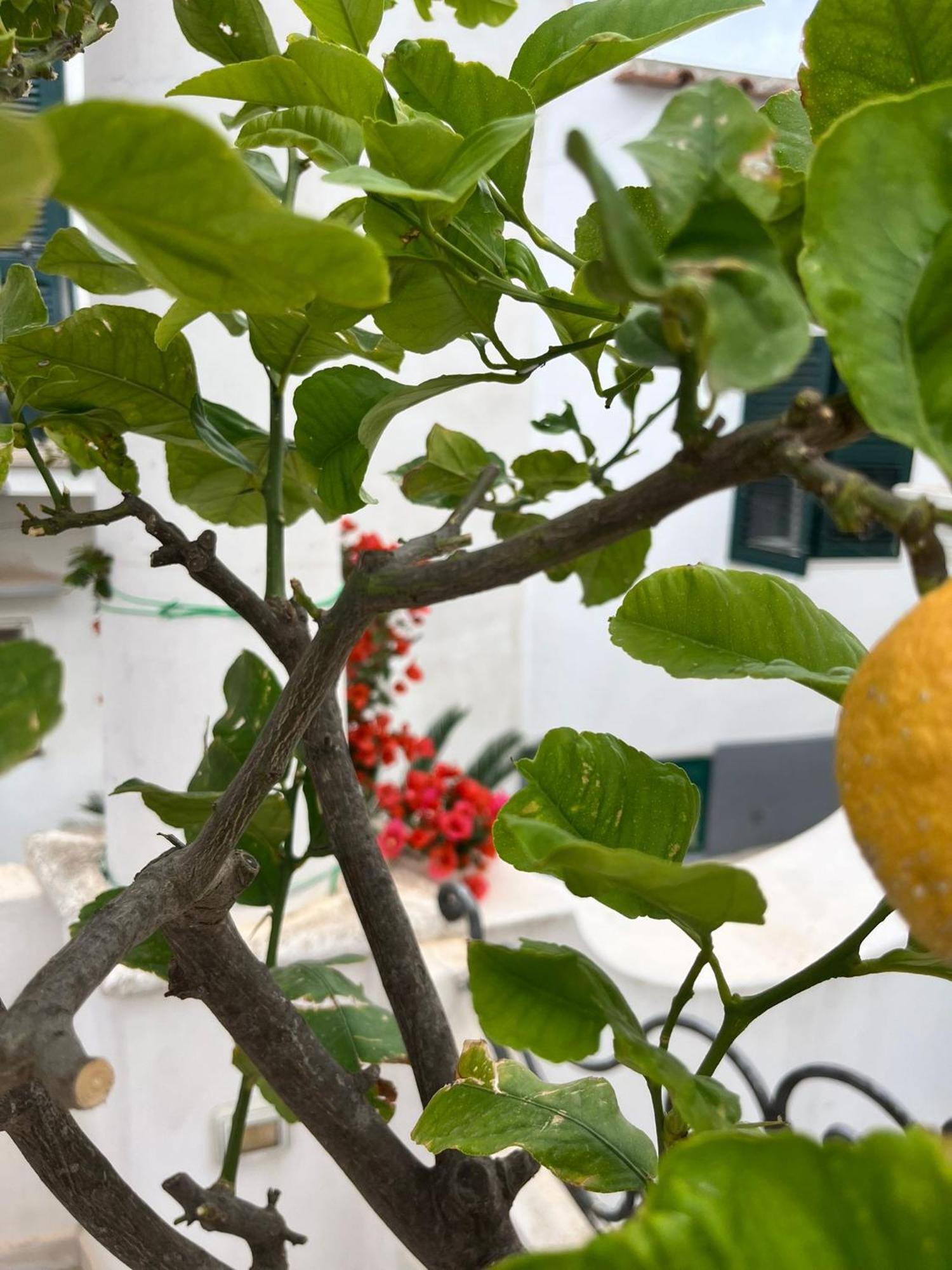 Alle Stelle B&B Anacapri  Dış mekan fotoğraf